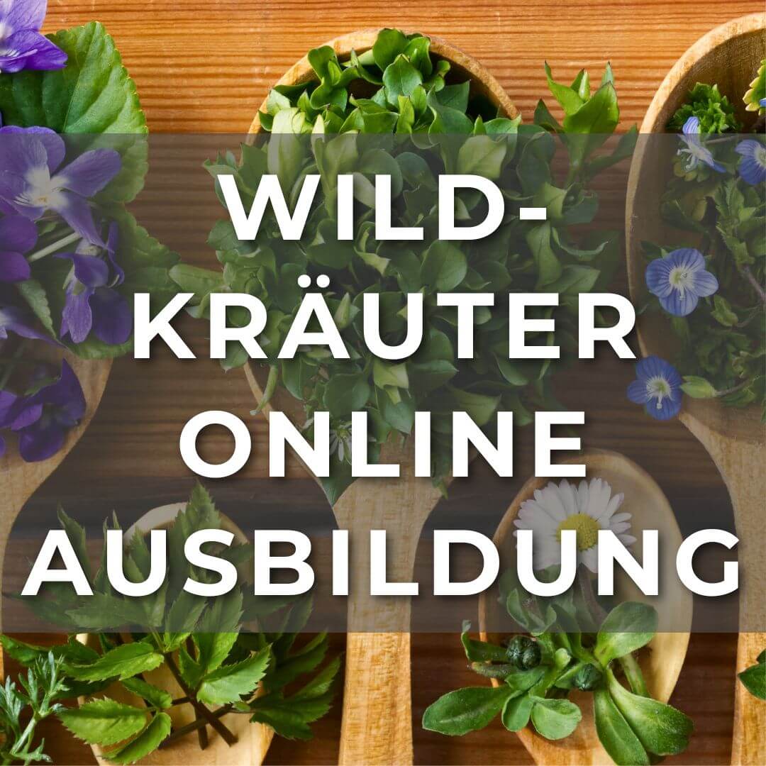 Mehr über den Artikel erfahren Wildkräuter-Online-Ausbildung