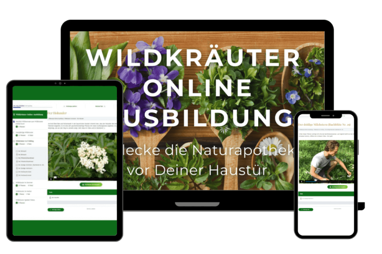 Lerne über 30 Wildkräuter und deren Heilwirkungen